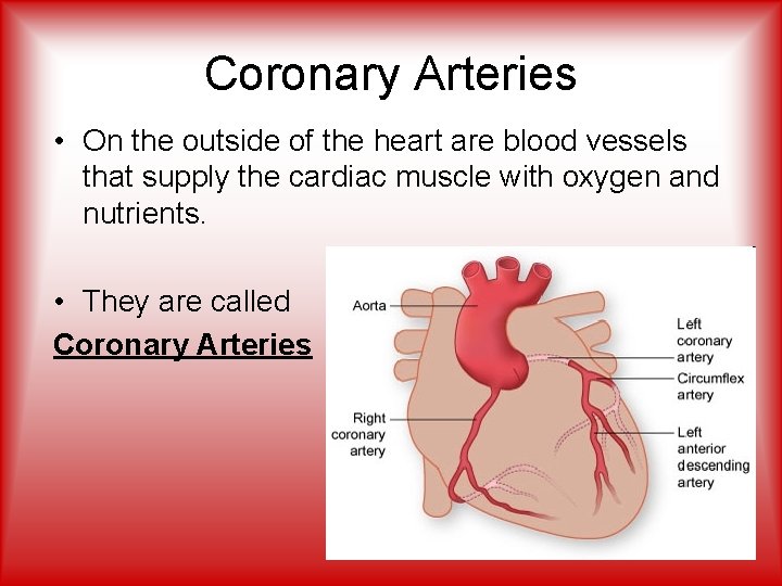 Coronary Arteries • On the outside of the heart are blood vessels that supply