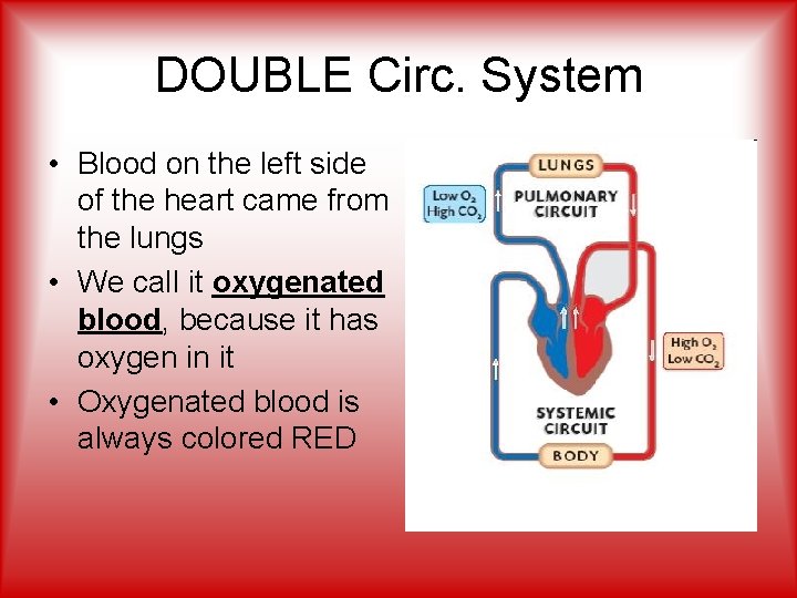 DOUBLE Circ. System • Blood on the left side of the heart came from