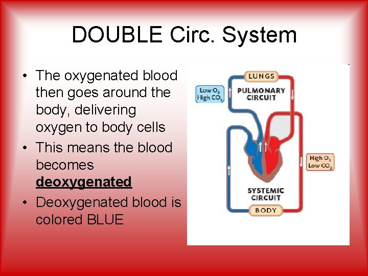 DOUBLE Circ. System • The oxygenated blood then goes around the body, delivering oxygen