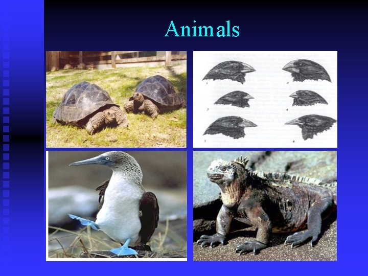 EVOLUTION Charles Darwin Darwins Theory of Evolution n