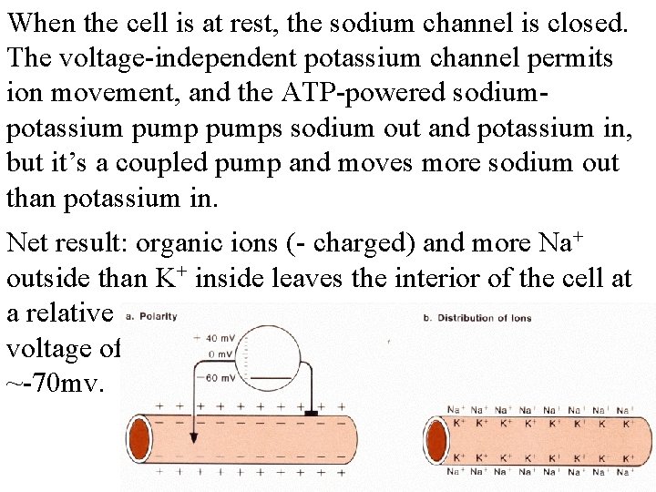 When the cell is at rest, the sodium channel is closed. The voltage-independent potassium