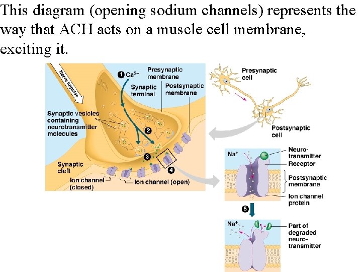 This diagram (opening sodium channels) represents the way that ACH acts on a muscle