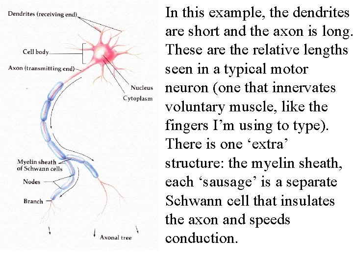 In this example, the dendrites are short and the axon is long. These are