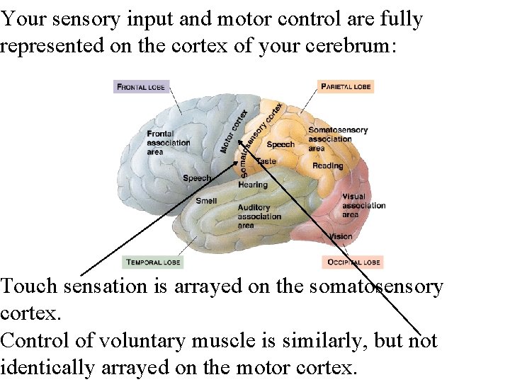 Your sensory input and motor control are fully represented on the cortex of your