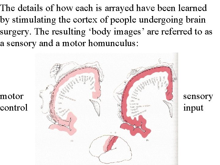 The details of how each is arrayed have been learned by stimulating the cortex