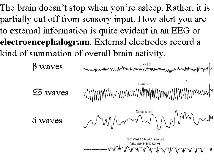 The brain doesn’t stop when you’re asleep. Rather, it is partially cut off from