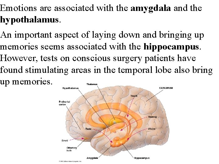 Emotions are associated with the amygdala and the hypothalamus. An important aspect of laying