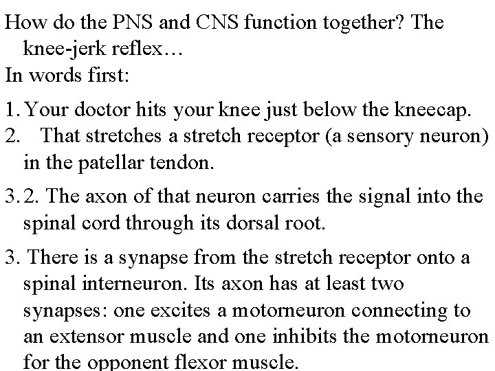 How do the PNS and CNS function together? The knee-jerk reflex… In words first:
