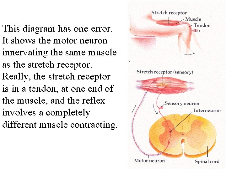 This diagram has one error. It shows the motor neuron innervating the same muscle