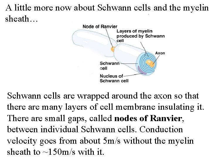 A little more now about Schwann cells and the myelin sheath… Schwann cells are