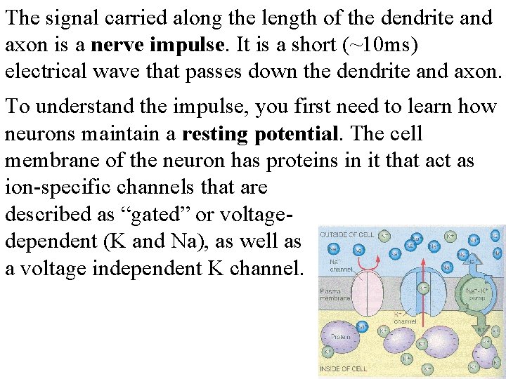 The signal carried along the length of the dendrite and axon is a nerve