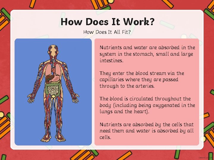 How Does It Work? How Does It All Fit? Nutrients and water are absorbed