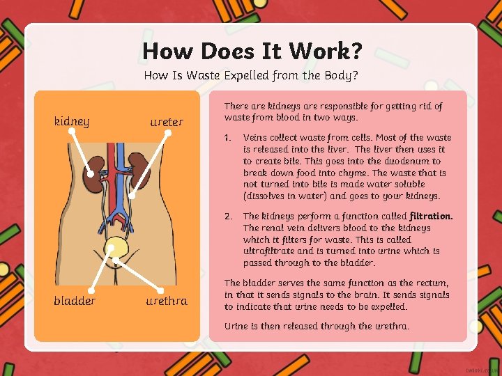How Does It Work? How Is Waste Expelled from the Body? kidney bladder urethra