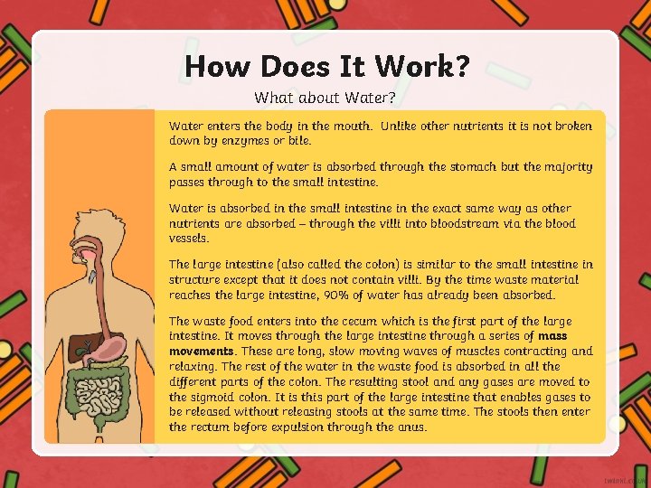 How Does It Work? What about Water? Water enters the body in the mouth.