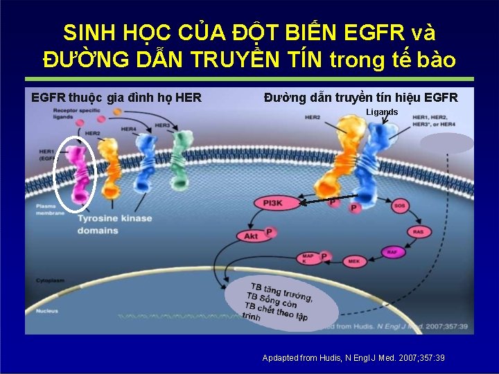 SINH HỌC CỦA ĐỘT BIẾN EGFR và ĐƯỜNG DẪN TRUYỀN TÍN trong tế bào