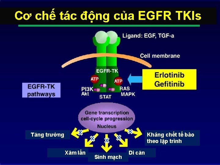 Cơ chế tác động của EGFR TKIs Tăng trưởng Kháng chết tế bào theo