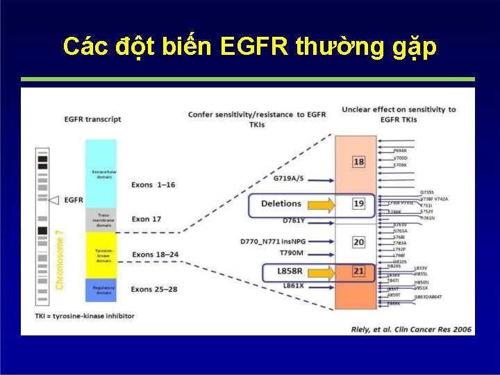 Các đột biến EGFR thường gặp 