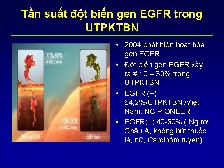 Tần suất đột biến gen EGFR trong UTPKTBN • 2004 phát hiện hoạt hóa