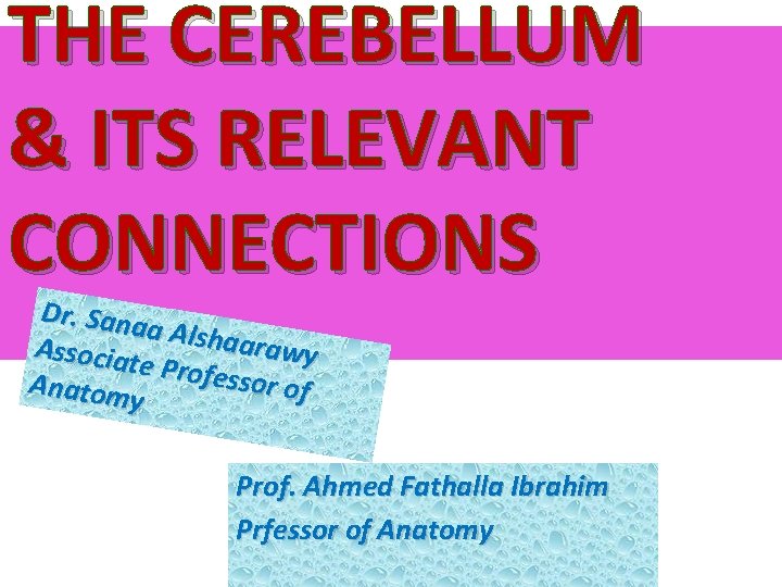 THE CEREBELLUM & ITS RELEVANT CONNECTIONS Dr. Sana a Alshaa rawy Associa te Profe