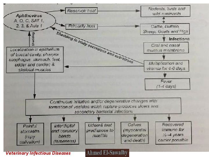 Veterinary Infectious Diseases 