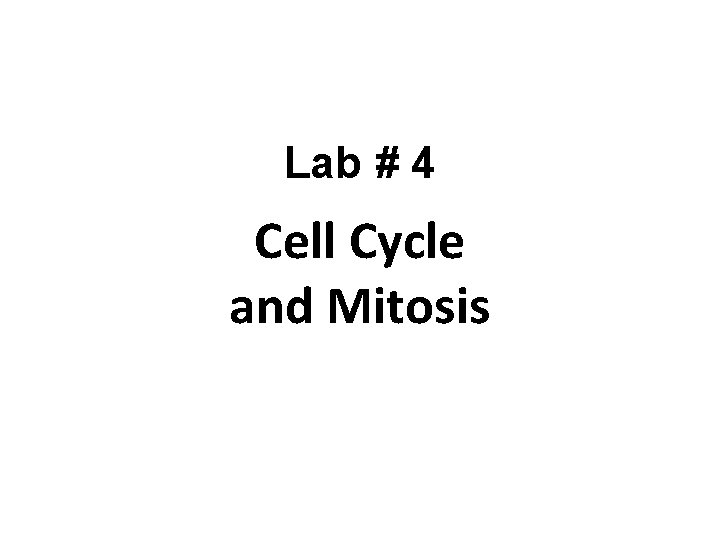 Lab # 4 Cell Cycle and Mitosis 