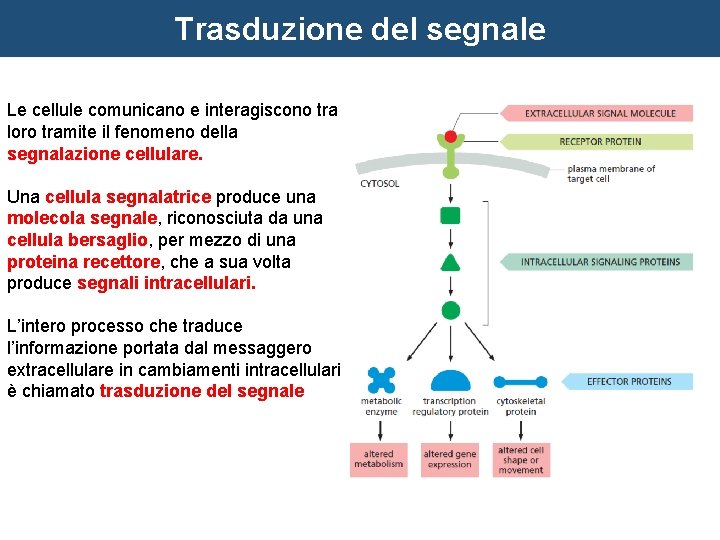 Trasduzione del segnale Le cellule comunicano e interagiscono tra loro tramite il fenomeno della