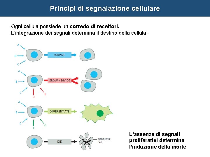 Principi di segnalazione cellulare Ogni cellula possiede un corredo di recettori. L’integrazione dei segnali