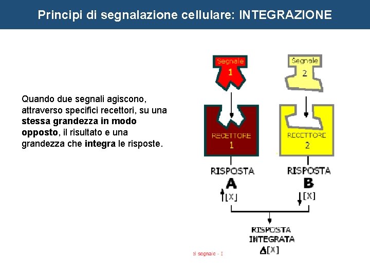 Principi di segnalazione cellulare: INTEGRAZIONE Quando due segnali agiscono, attraverso specifici recettori, su una