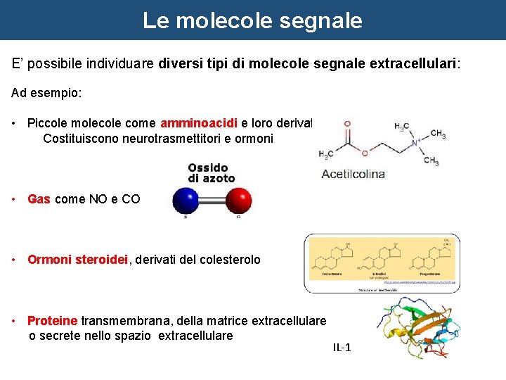 Le molecole segnale E’ possibile individuare diversi tipi di molecole segnale extracellulari: Ad esempio: