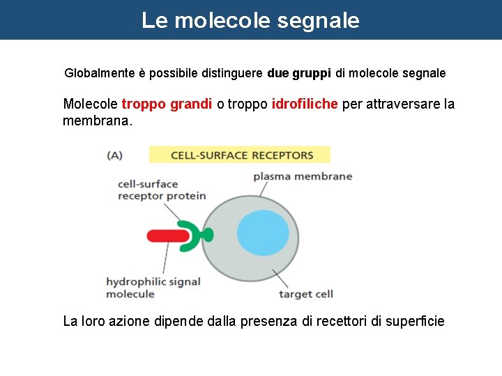 Le molecole segnale Globalmente è possibile distinguere due gruppi di molecole segnale Molecole troppo