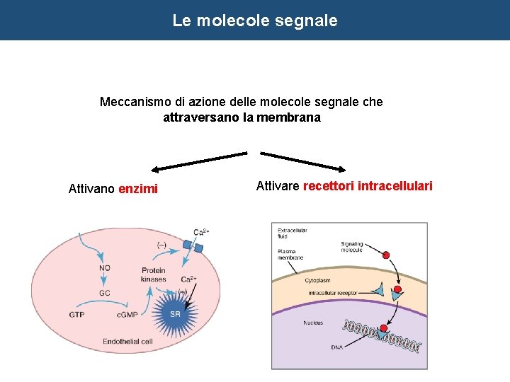 Le molecole segnale Meccanismo di azione delle molecole segnale che attraversano la membrana Attivano