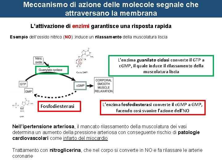 Meccanismo di azione delle molecole segnale che attraversano la membrana L’attivazione di enzimi garantisce