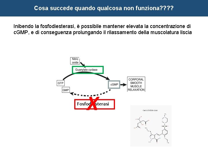 Cosa succede quando qualcosa non funziona? ? Inibendo la fosfodiesterasi, è possibile mantener elevata