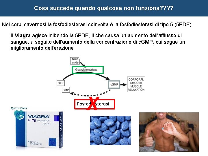 Cosa succede quando qualcosa non funziona? ? Nei corpi cavernosi la fosfodiesterasi coinvolta è