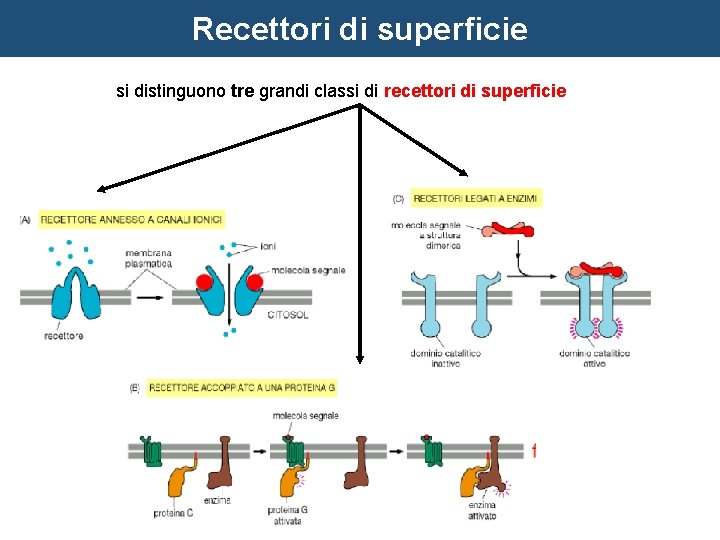 Recettori di superficie si distinguono tre grandi classi di recettori di superficie 