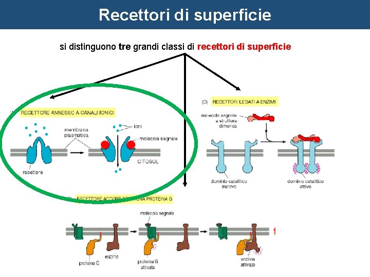 Recettori di superficie si distinguono tre grandi classi di recettori di superficie 