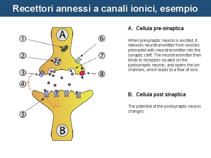 Recettori annessi a canali ionici, esempio A. Cellula pre-sinaptica When presynaptic neuron is excited,