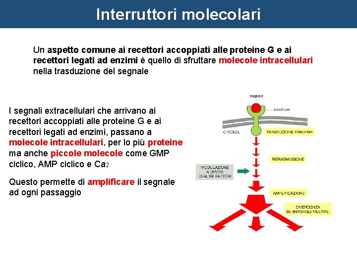 Interruttori molecolari Un aspetto comune ai recettori accoppiati alle proteine G e ai recettori