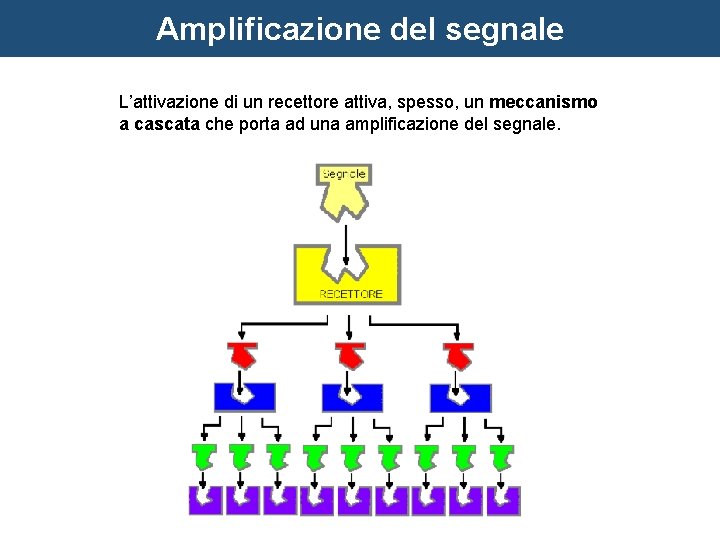 Amplificazione del segnale L’attivazione di un recettore attiva, spesso, un meccanismo a cascata che