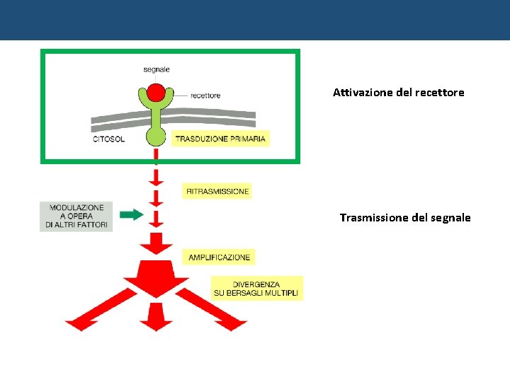 Attivazione del recettore Trasmissione del segnale 