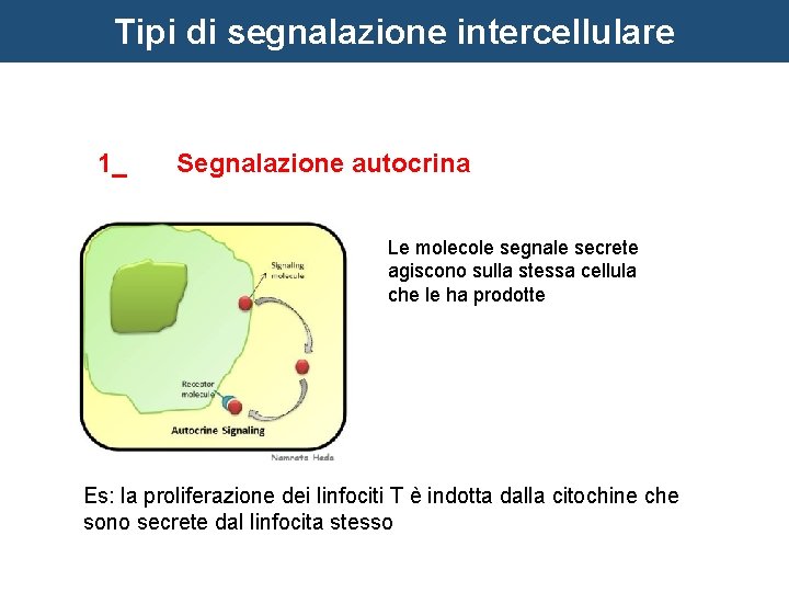 Tipi di segnalazione intercellulare 1_ Segnalazione autocrina Le molecole segnale secrete agiscono sulla stessa