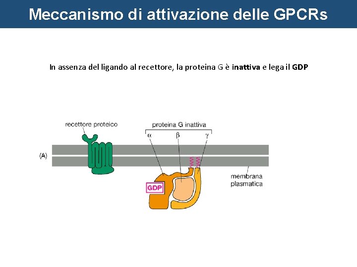 Meccanismo di attivazione delle GPCRs In assenza del ligando al recettore, la proteina G