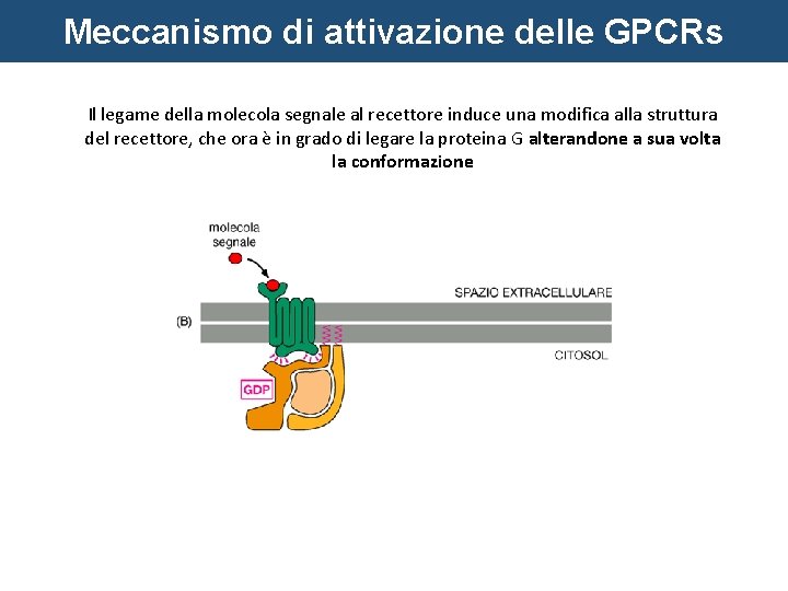 Meccanismo di attivazione delle GPCRs Il legame della molecola segnale al recettore induce una