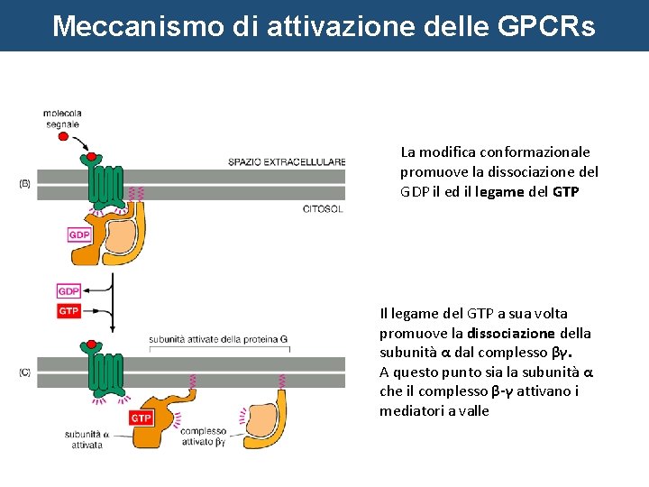 Meccanismo di attivazione delle GPCRs La modifica conformazionale promuove la dissociazione del GDP il