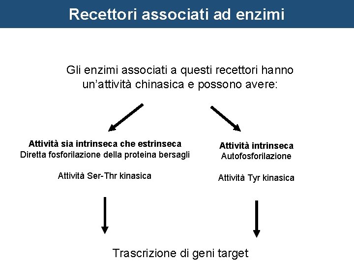 Recettori associati ad enzimi Gli enzimi associati a questi recettori hanno un’attività chinasica e