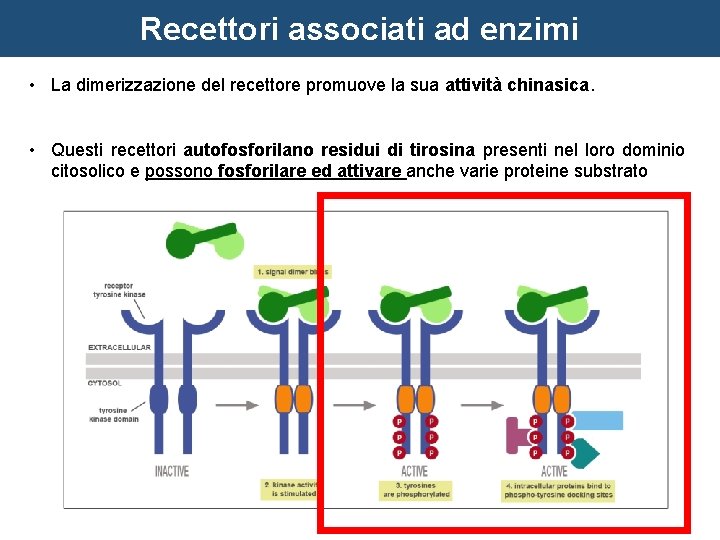 Recettori associati ad enzimi • La dimerizzazione del recettore promuove la sua attività chinasica.