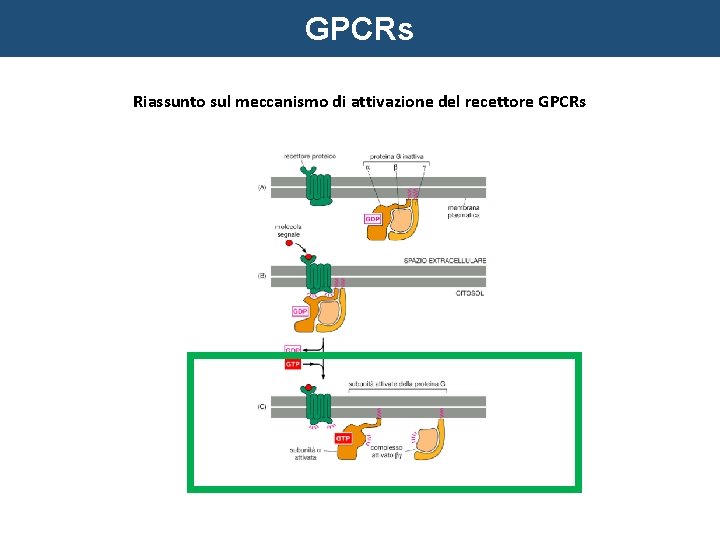 GPCRs Riassunto sul meccanismo di attivazione del recettore GPCRs 