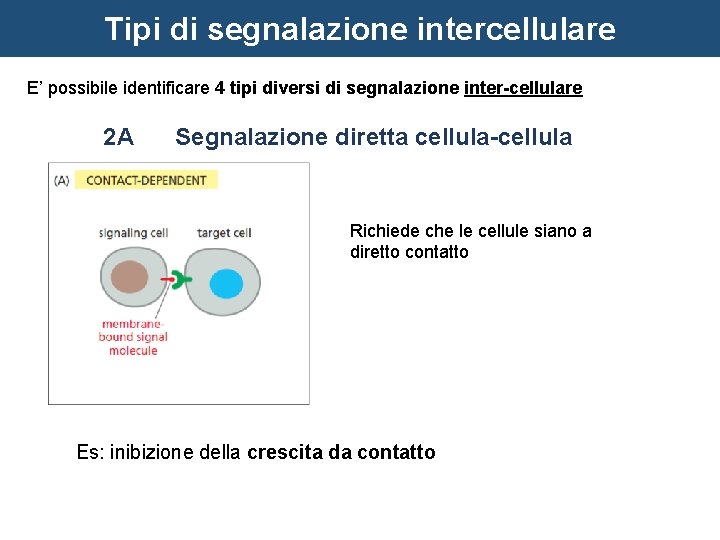 Tipi di segnalazione intercellulare E’ possibile identificare 4 tipi diversi di segnalazione inter-cellulare 2