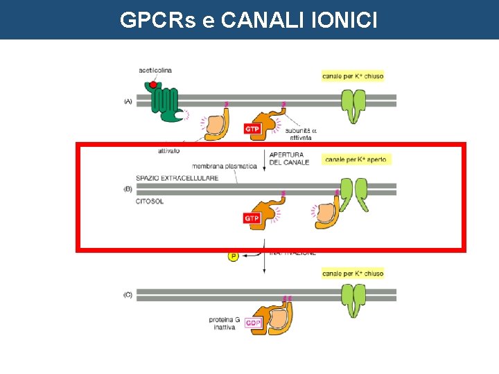 GPCRs e CANALI IONICI 