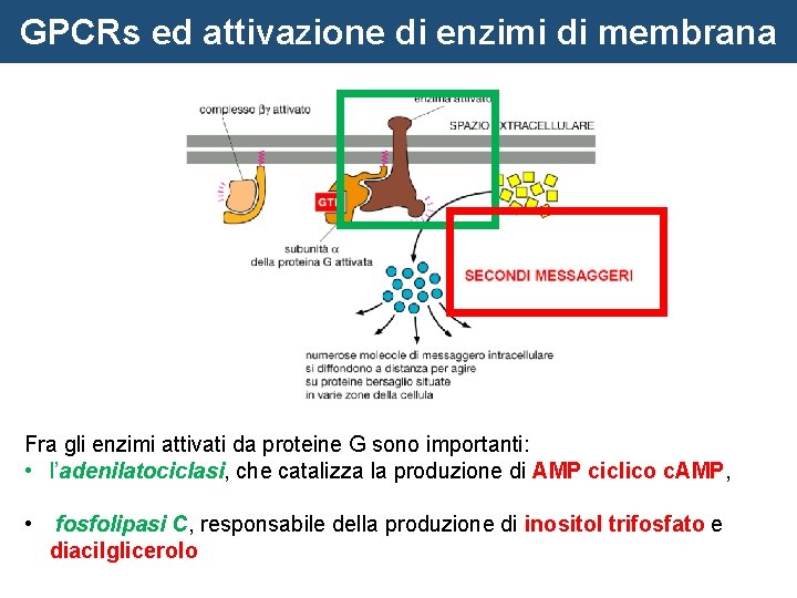 GPCRs ed attivazione di enzimi di membrana Fra gli enzimi attivati da proteine G